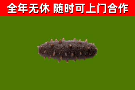 皋兰县回收海参干